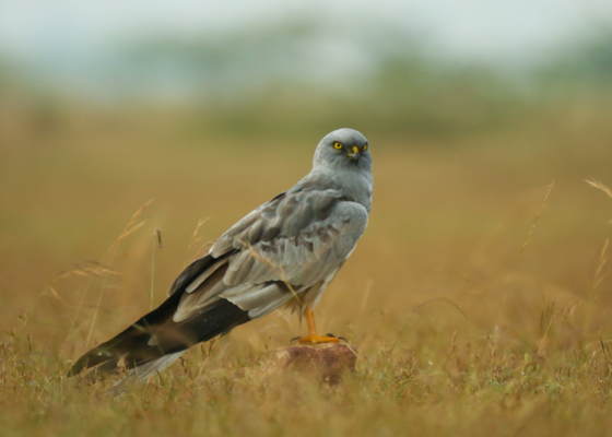 desert_national_park