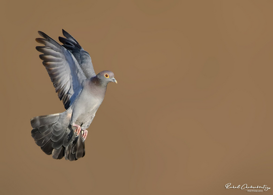 desert_national_park_birding