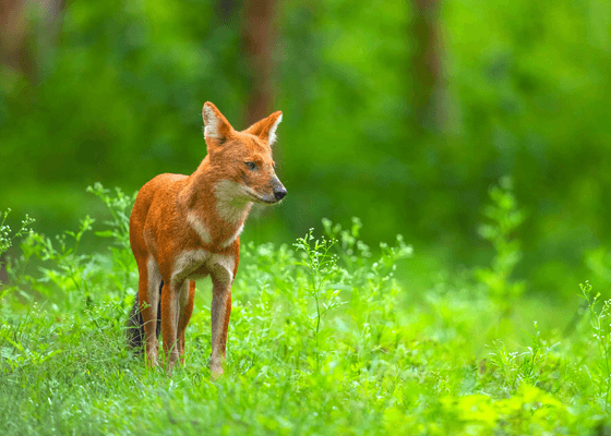 dhole_in_south_india