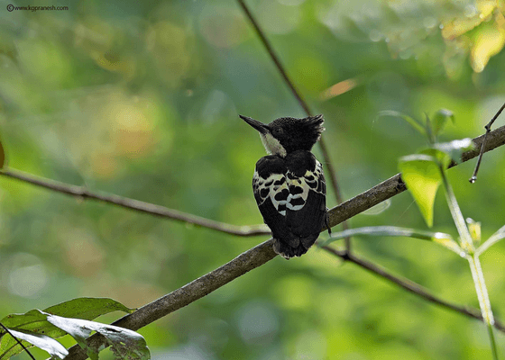 heart_spotted_woodpecker