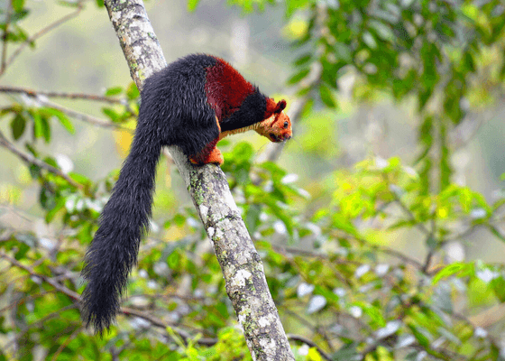 indian_giant_squirrel