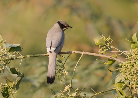 jamnagar bird photography tour