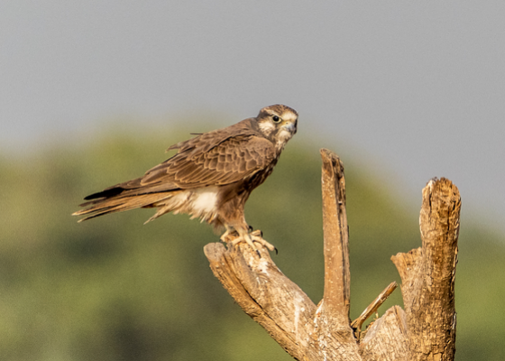jorbeer_birding_tour