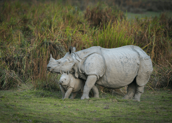 kaziranga_national_packages