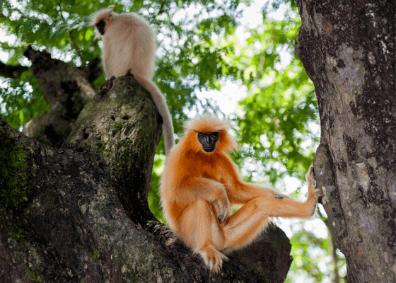 kaziranga_national_park_safari