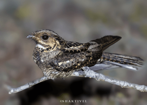 kaziranga_national_park_safari