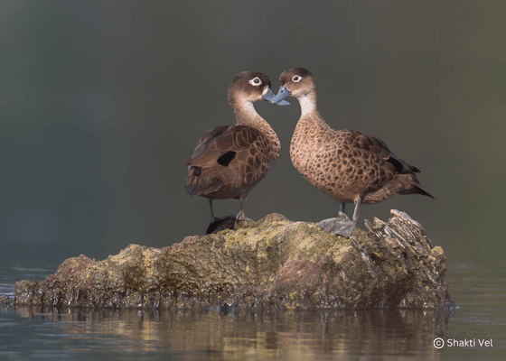 kaziranga_national_park_to_guwahati