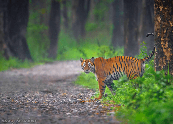 kaziranga_tiger_reserve