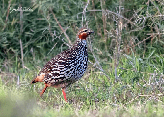 kaziranga_weekend_tour