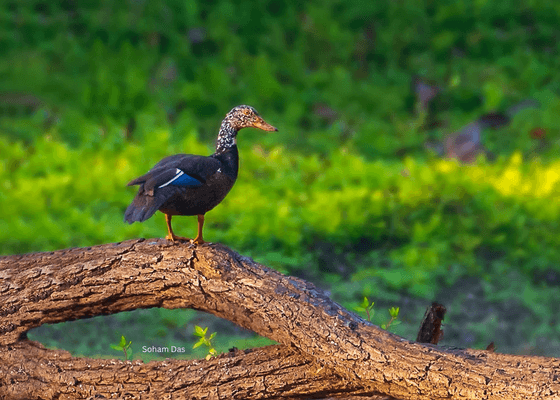 kaziranga_wildlife_packages