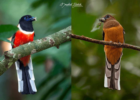 malabar_trogon_male_and_female