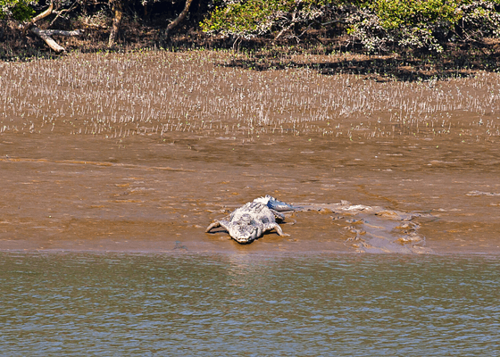 manas_national_park_tour_packages