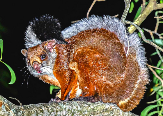 namdapha_tiger_reserve