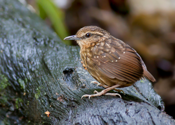 namdapha_tiger_reserve_tour