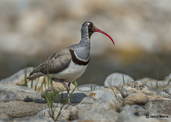 nepal_birding_tours