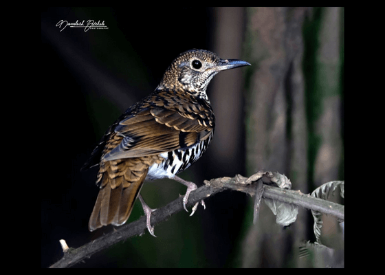 nilgiri_thrush