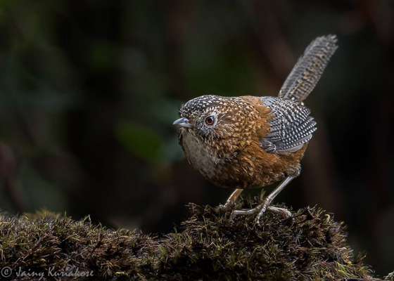 places to visit in arunachal pradesh in december