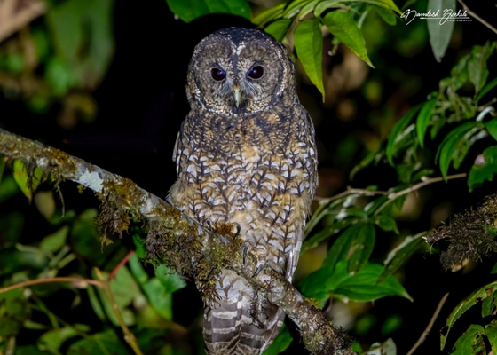 places_to_visit_in_arunachal_pradesh