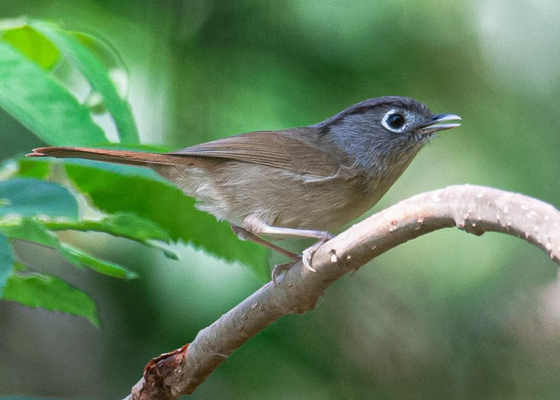 places_to_visit_in_arunachal_pradesh_from_delhi