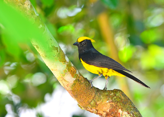 places_to_visit_in_dibrugarh