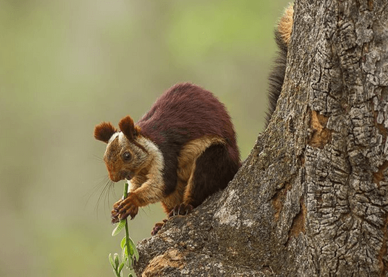 places_to_visit_in_munnar