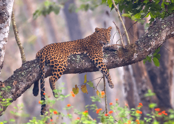 south_india_birding_and_wildlife_tours