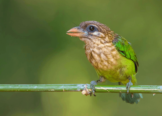 south_india_birding_tours