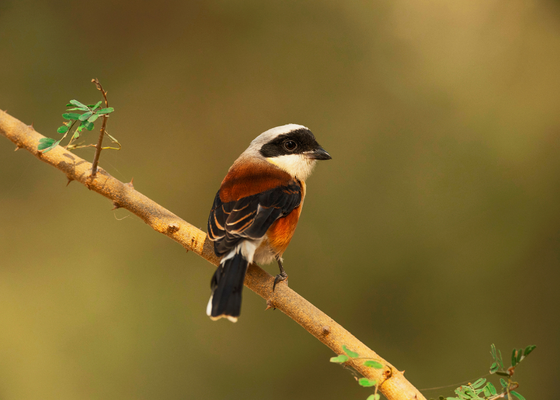 sudasari_desert_national_park