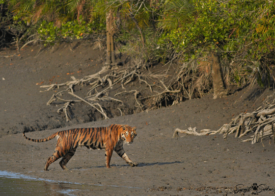 sundarbans_national_park