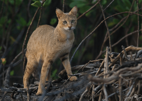 sundarbans_national_park_best_time_to_visit
