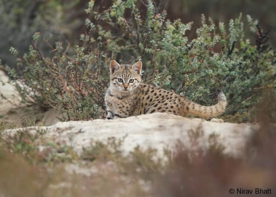 tal_chappar_sanctuary