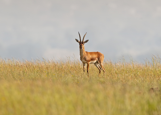 tal_chhapar_blackbuck_sanctuary
