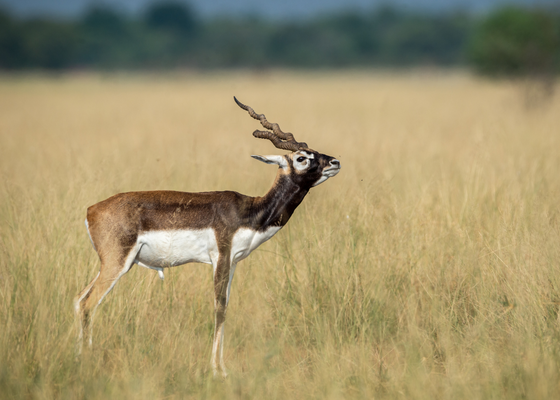 tal_chhapar_sanctuary