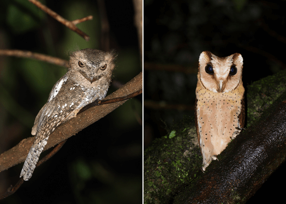 thattekad_bird_banctuary