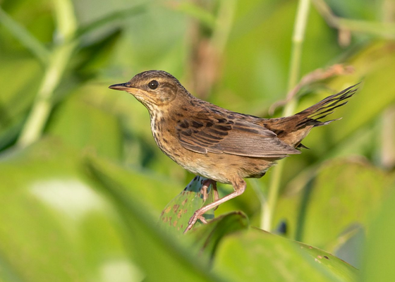 things_to_do_in_guwahati