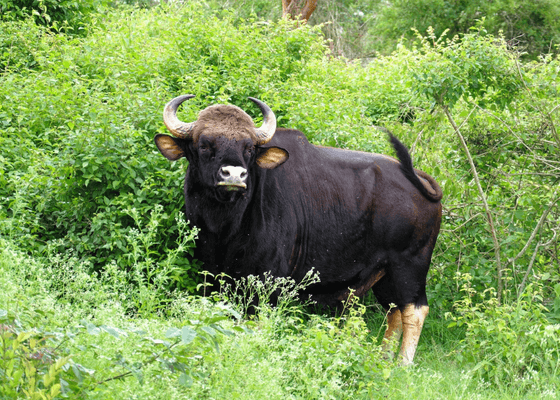 wildife_in_south_india