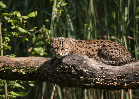 wildlife tours sundarbans national park