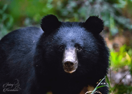 wildlife_near_kaziranga