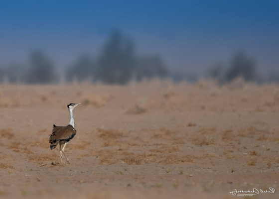 wildlife_sanctuary_rajasthan