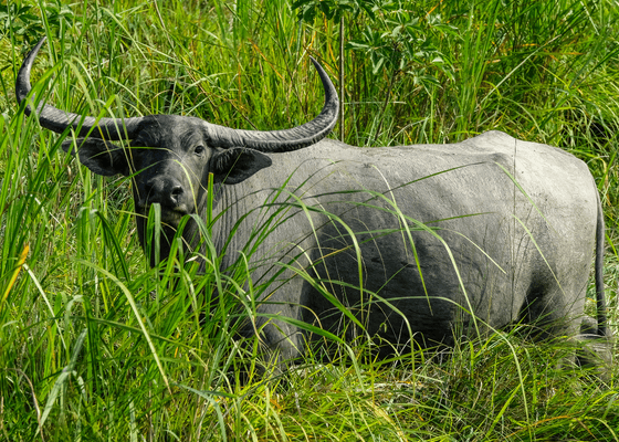 wildlife_tour_kaziranga_national_park1