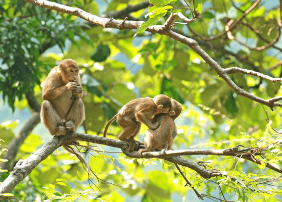 wildlife_tour_to_manas_national_park