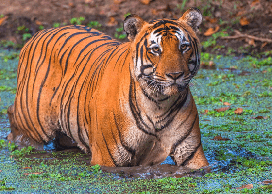 wildlife_tours_in_south_india