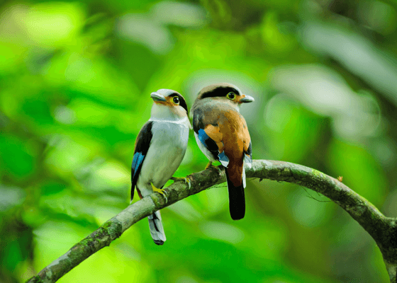 wildlife_tours_kaziranga_national_park