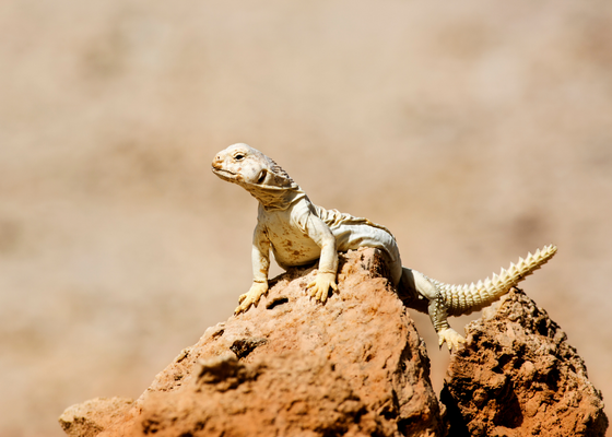 wildlife_tours_near_desert_national_park