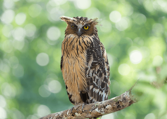 wildlife_tours_packages_kaziranga